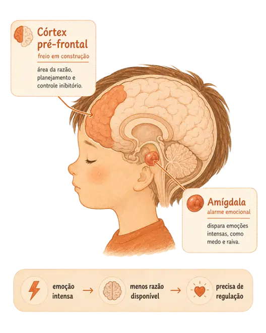 Ilustração do cérebro infantil explicando a amígdala e o córtex pré-frontal